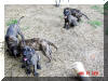 Great Dane Puppies , Great Danes for Sale , Great Dane Breeders